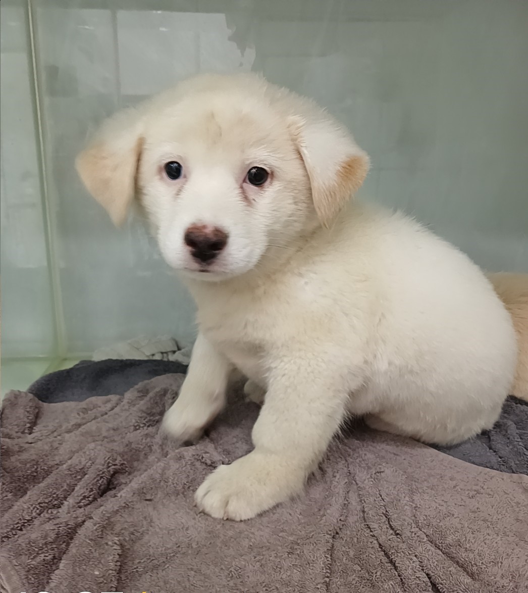 보호중 믹스견의 가…